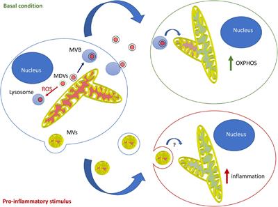 Mitochondrial Extracellular Vesicles – Origins and Roles